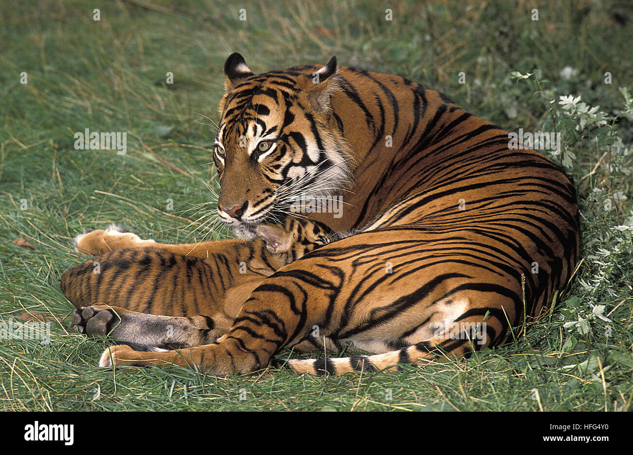 Tiger tiger mom and cub hi-res stock photography and images - Alamy