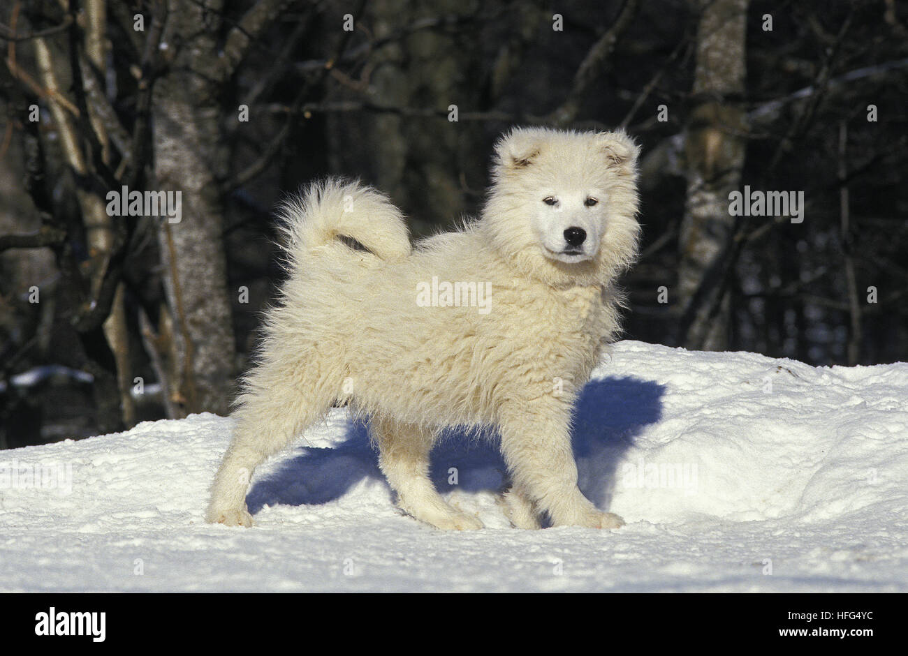 Samoyede Dog, Pup standing on snow Stock Photo