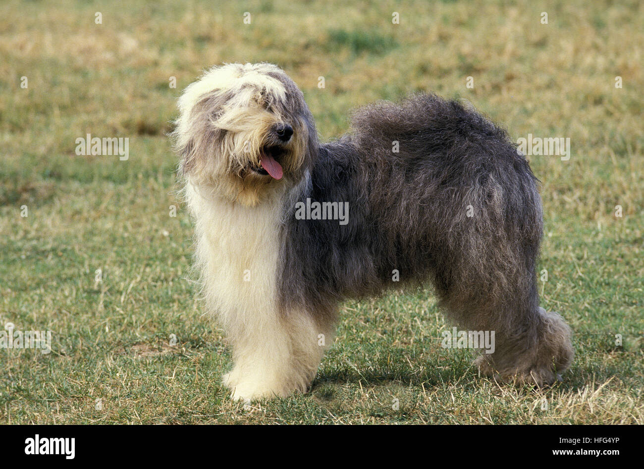 Viejo Pastor Ingles Adulto  Old english sheepdog, English