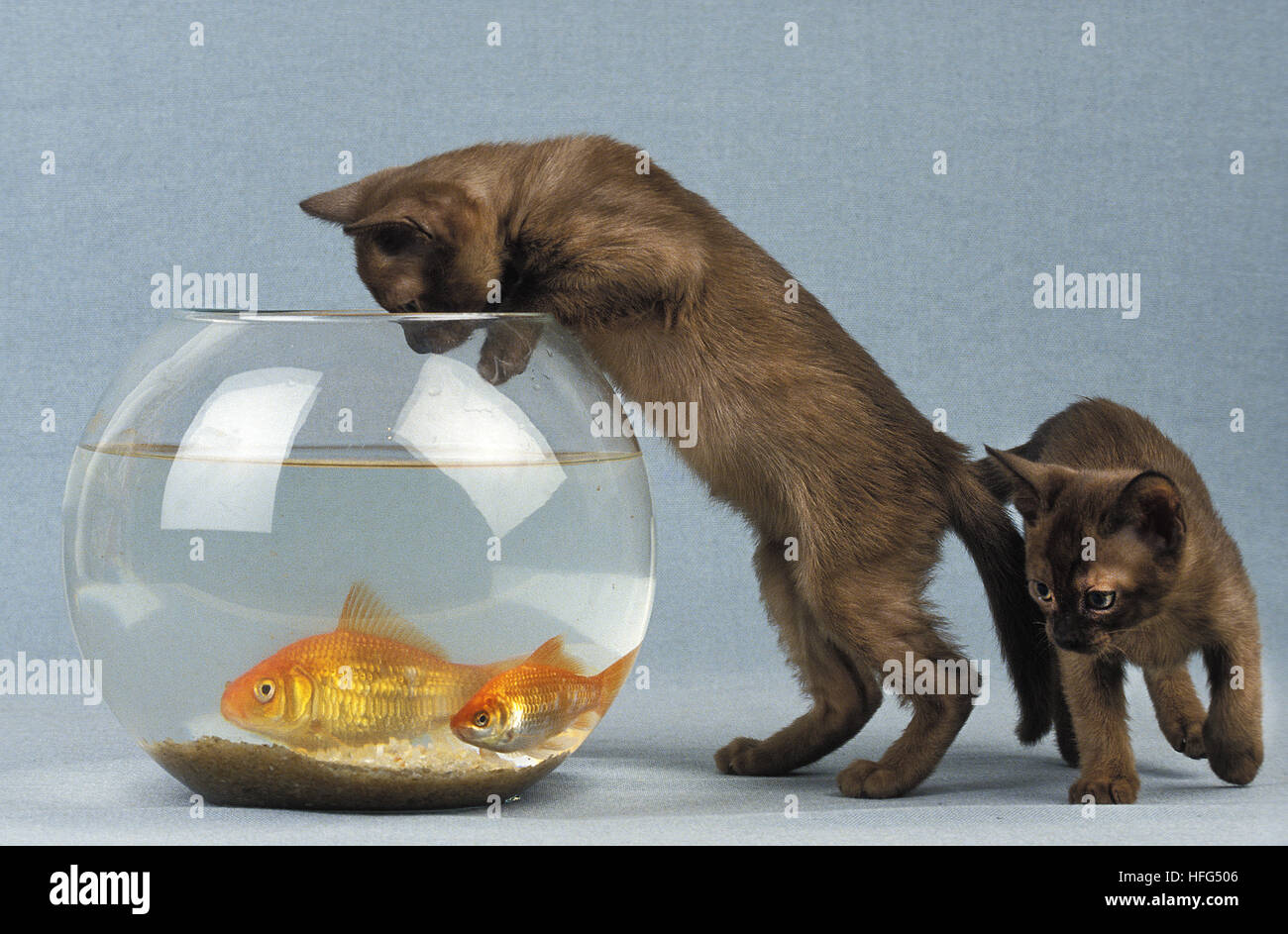 Zibeline Burmese Domestic Kitten and Goldfishes, carassius auratus Stock Photo