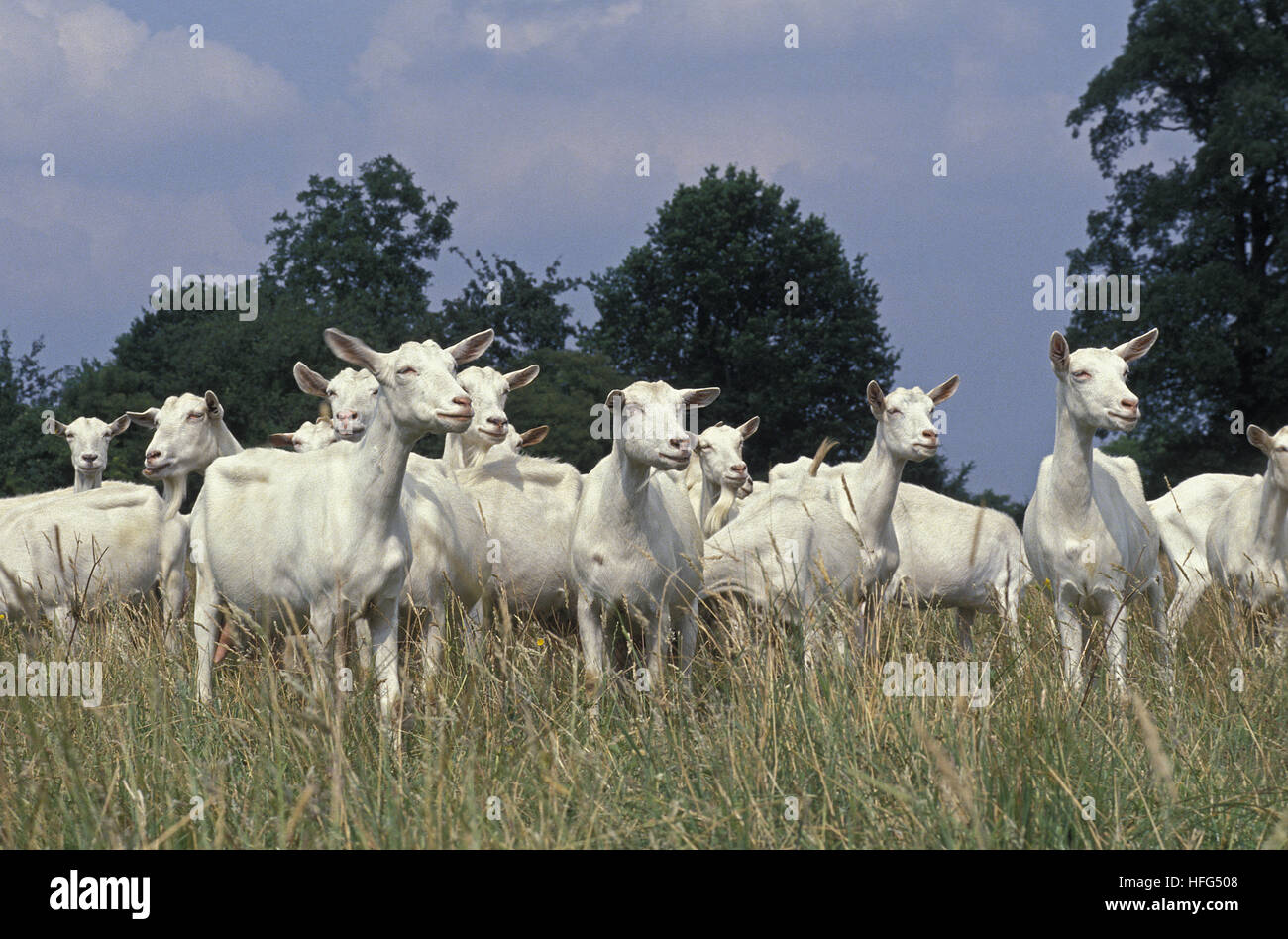 Saanen Domestic Goat, Herd Stock Photo