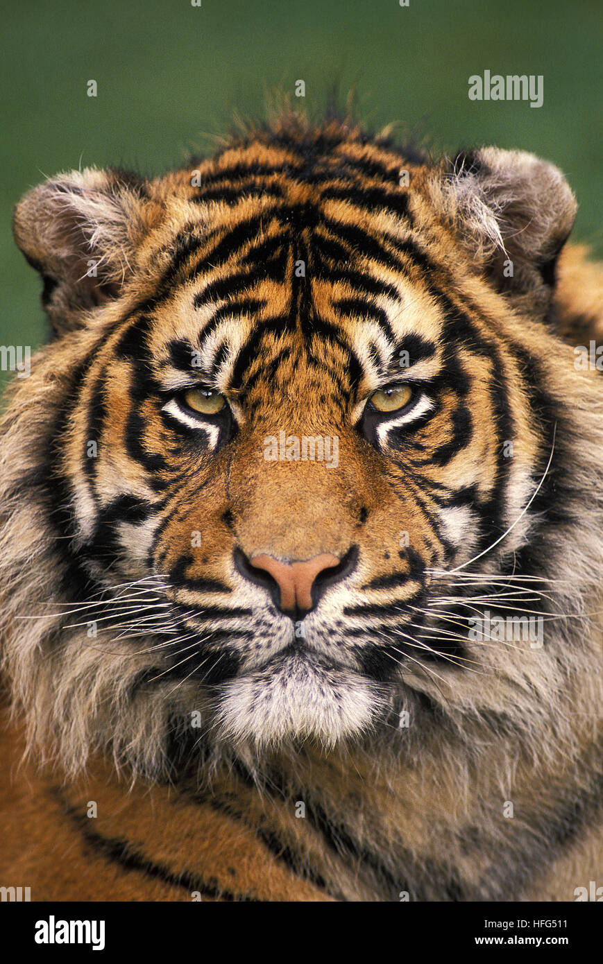 Sumatran Tiger,   panthera tigris sumatrae, Portrait of Male Stock Photo