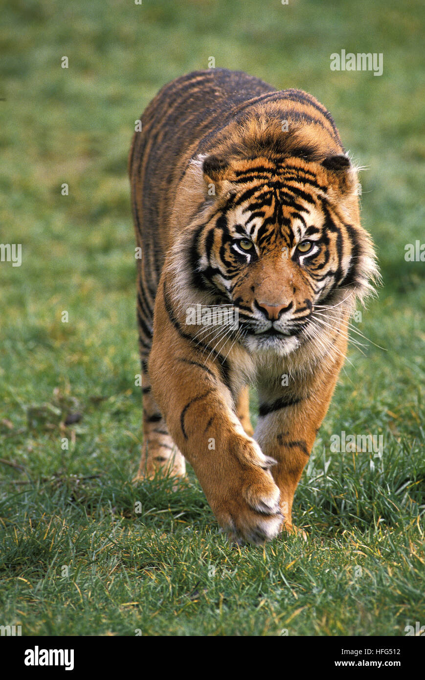 Sumatran Tiger,   panthera tigris sumatrae, Male walking Stock Photo