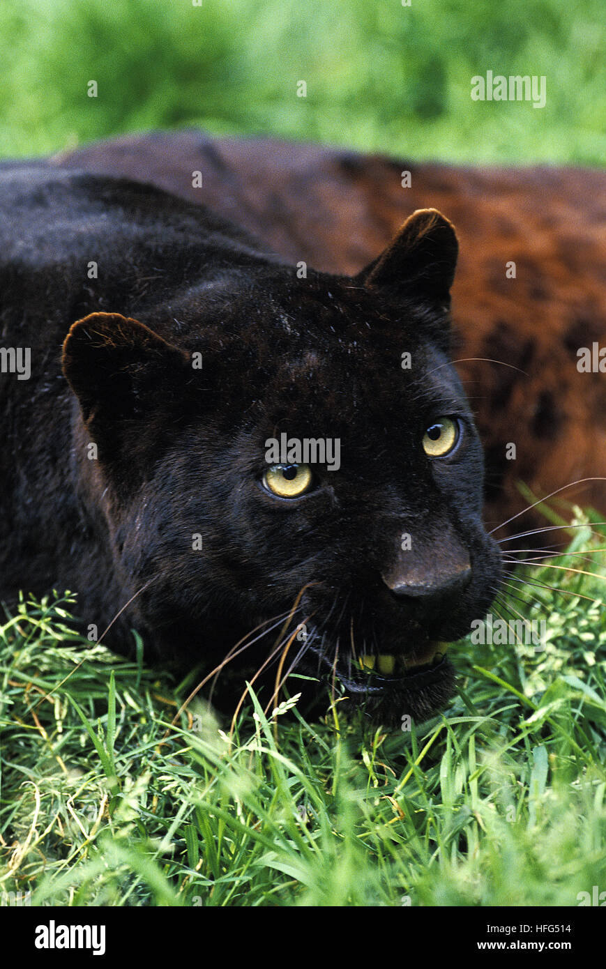 Black Panther,  panthera pardus, Adult laying on Grass Stock Photo