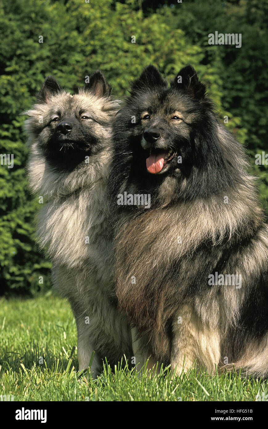 Wolf Spitz Adults Sitting Stock Photo Alamy
