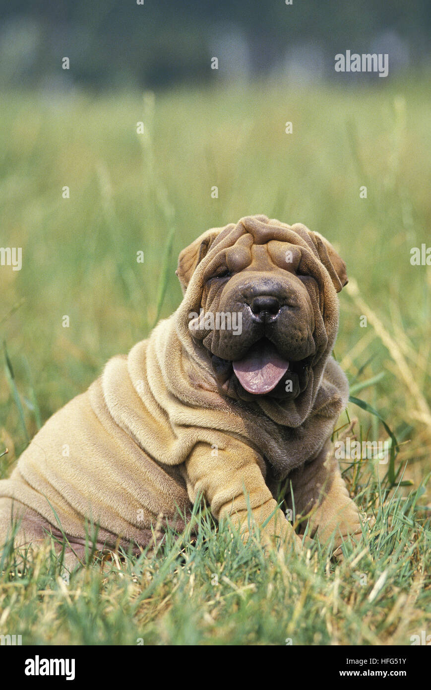 Shar Pei Dog, Pup sitting on Grass Stock Photo