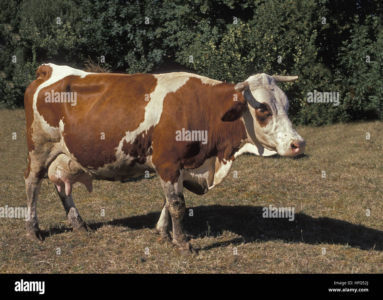 Montbeliarde  Domestic Cattle, a French Breed Stock Photo