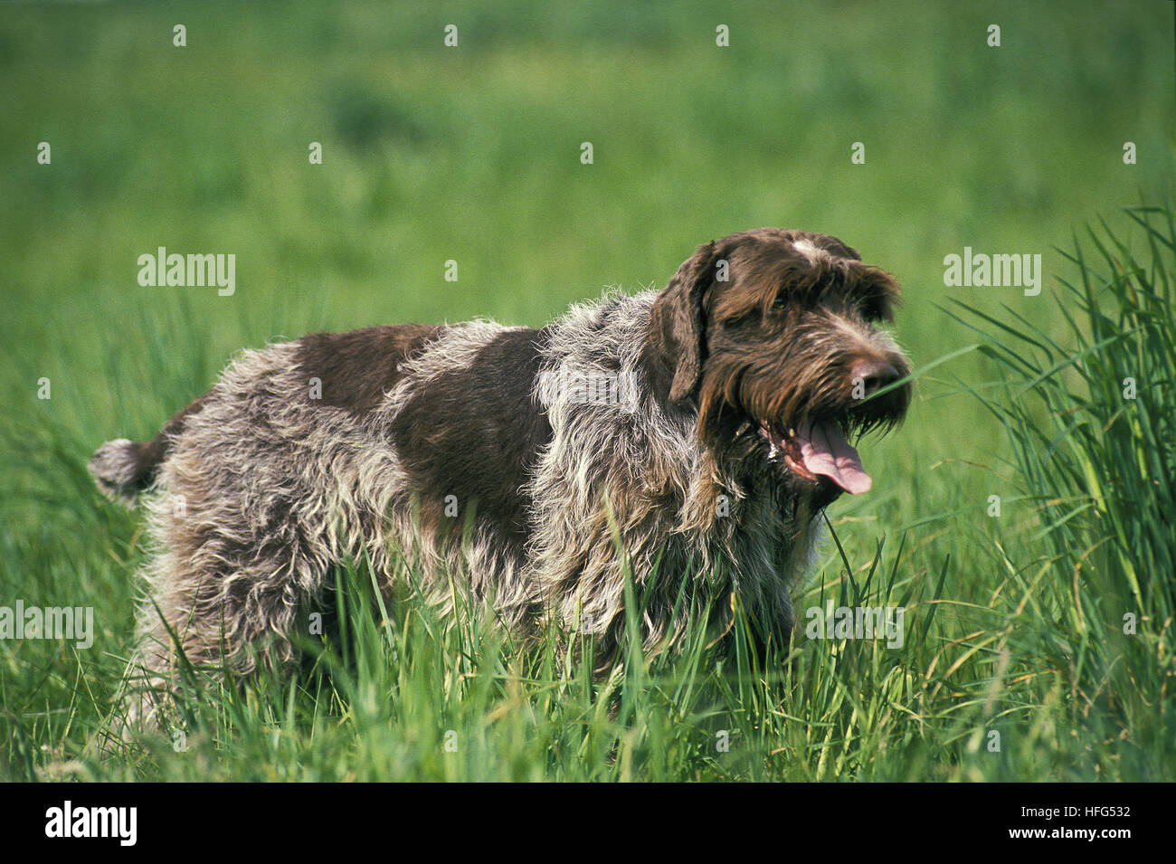 Korthal Dog or Wire-Haired Griffon Stock Photo