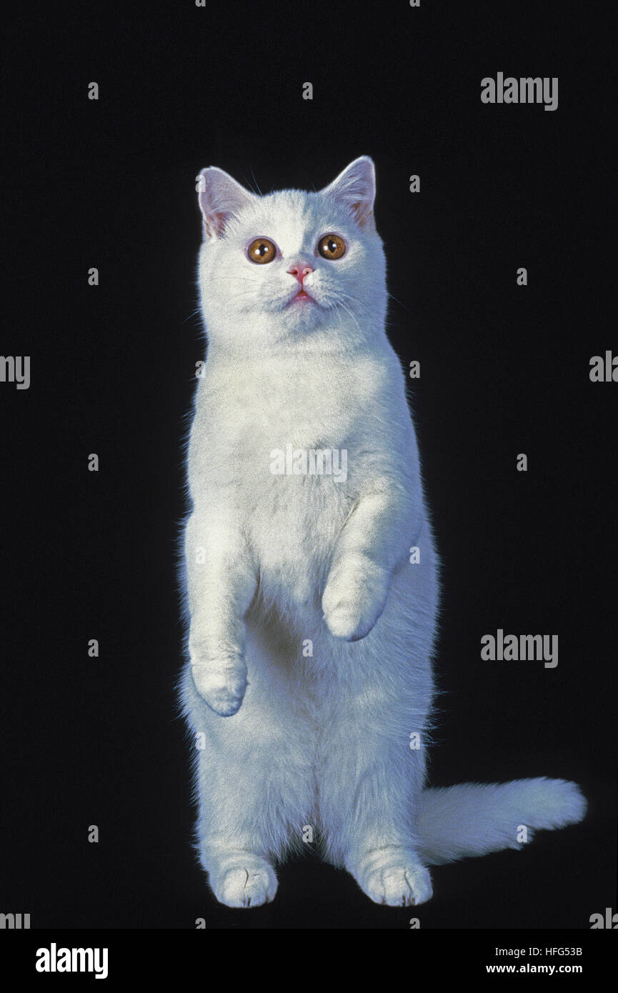 White British Shorthair Domestic Cat, Adult sitting against Black Background Stock Photo