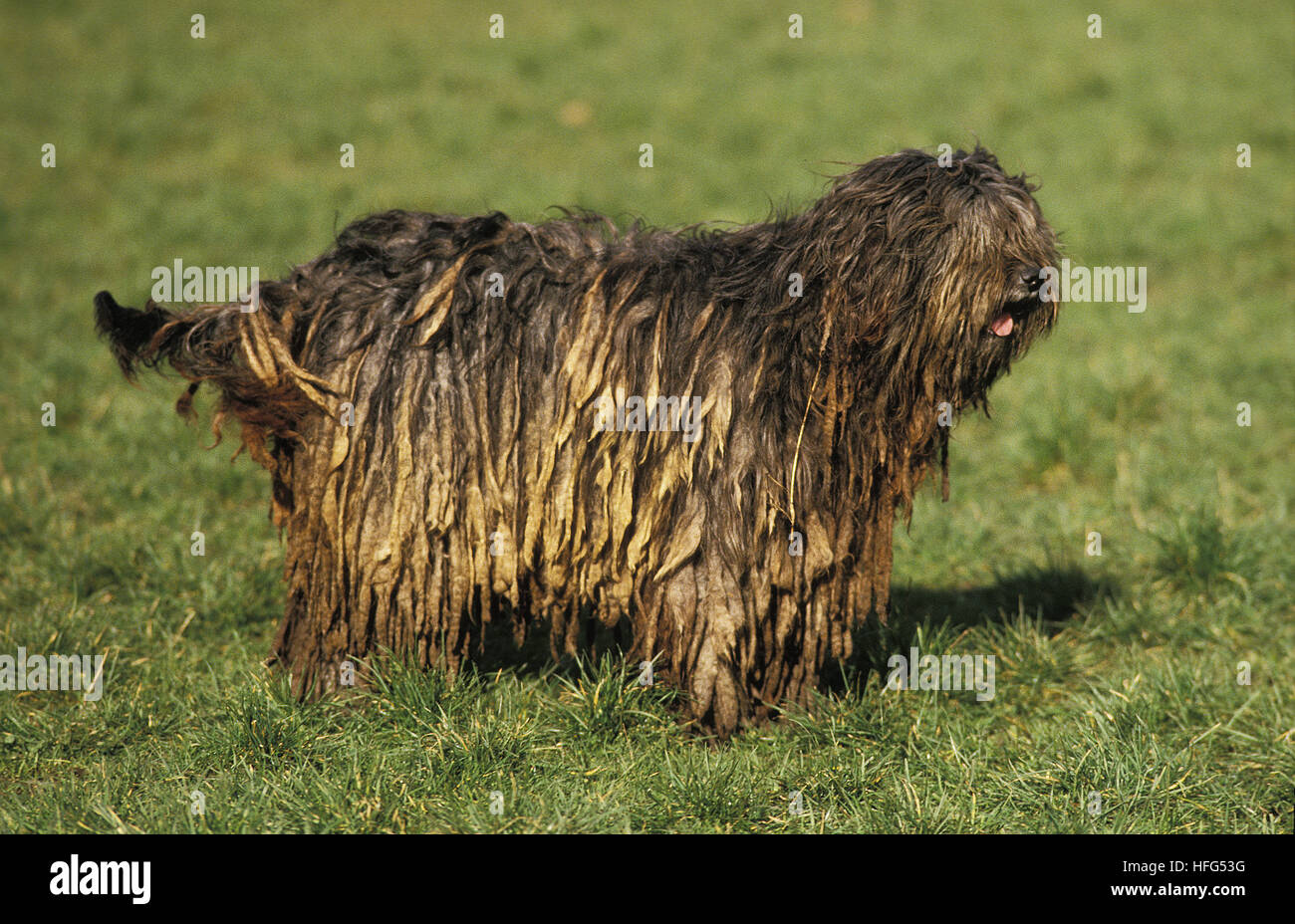 Bergamasco Sheepdog or Bergamese Shepherd, Adult standing on Grass Stock Photo