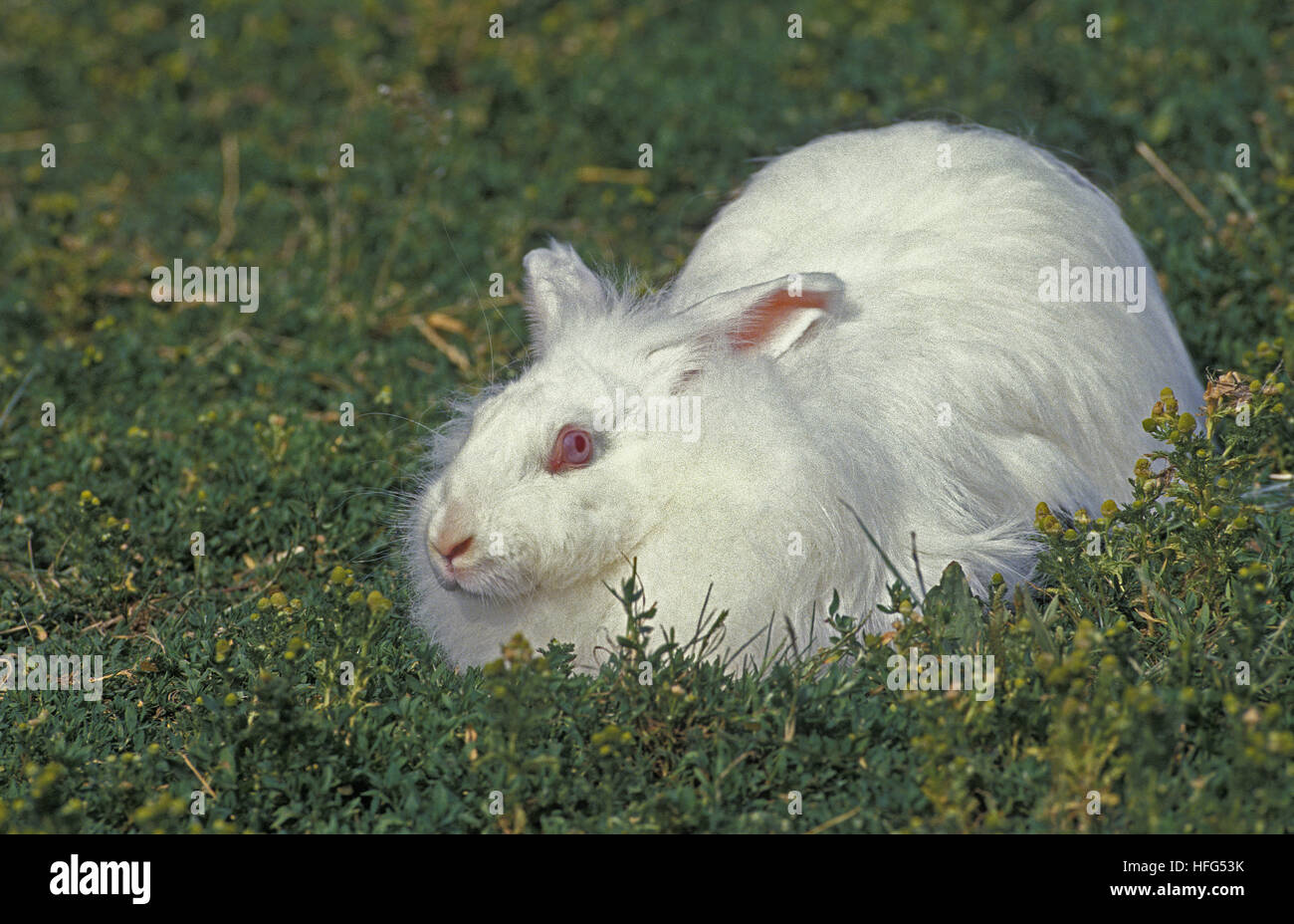 Angora Domestic Rabbit laying on Grass Stock Photo