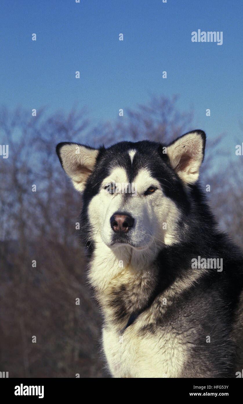 Alaskan Malamute Dog, Portrait of Adult Stock Photo