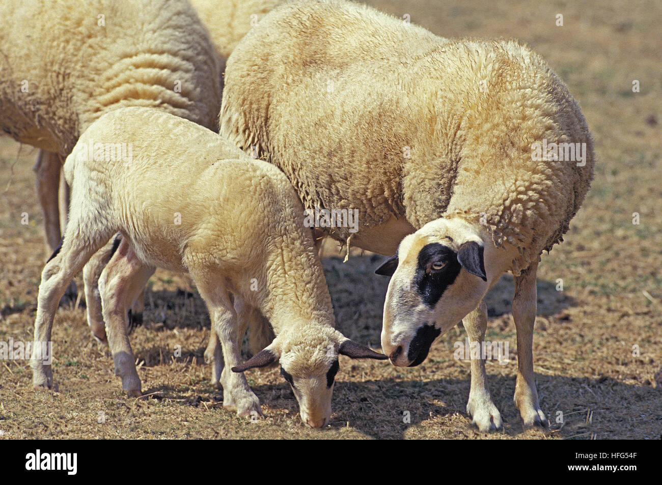 Causses du Lot  Domestic Sheep, a French Breed Stock Photo