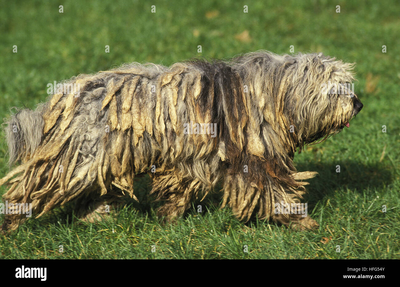 Bergamasco Sheepdog or Bergamese Shepherd , Adult standing on Grass Stock Photo