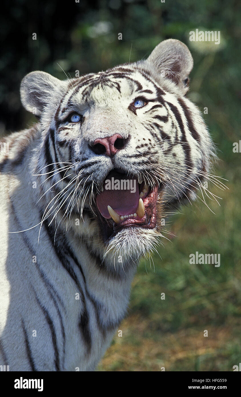 White Tiger,  panthera tigris Stock Photo