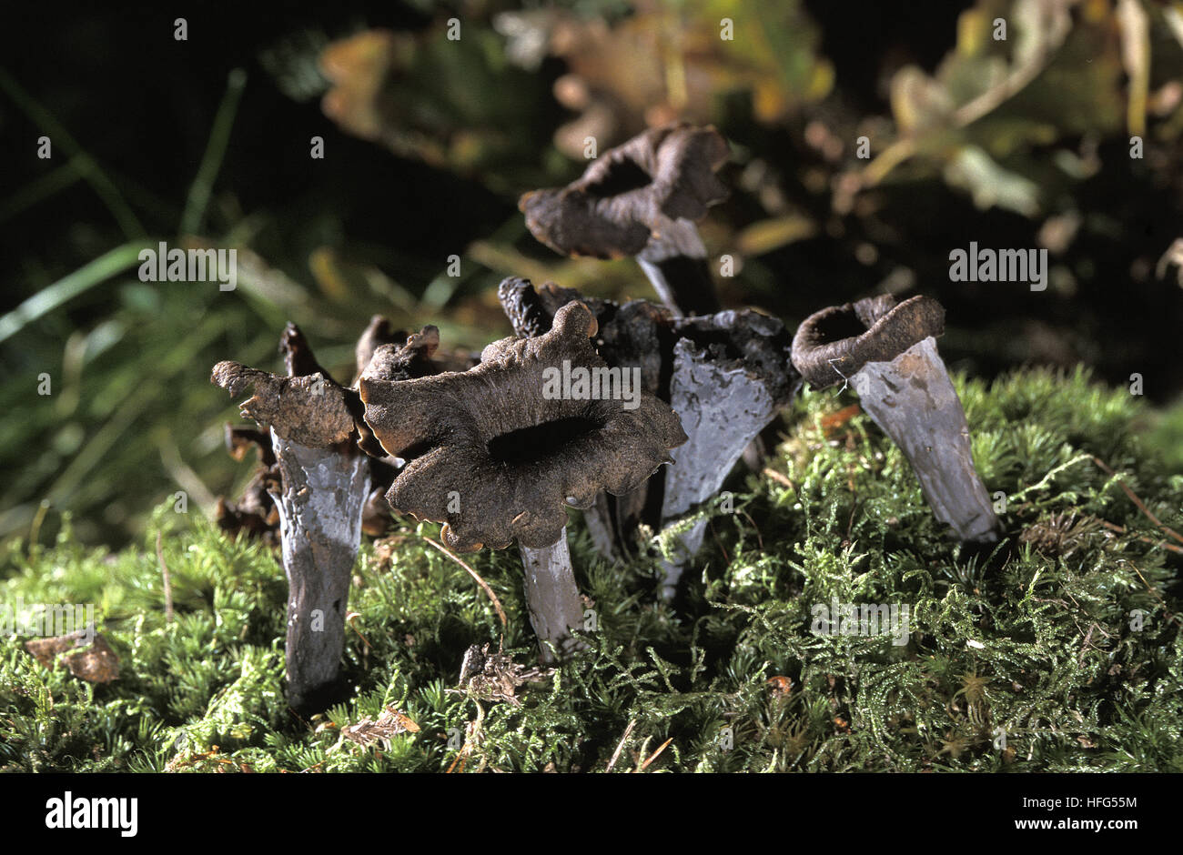 Horn of Plenty Mushroom,  craterellus cornucopioides, Edible Mushrooms Stock Photo