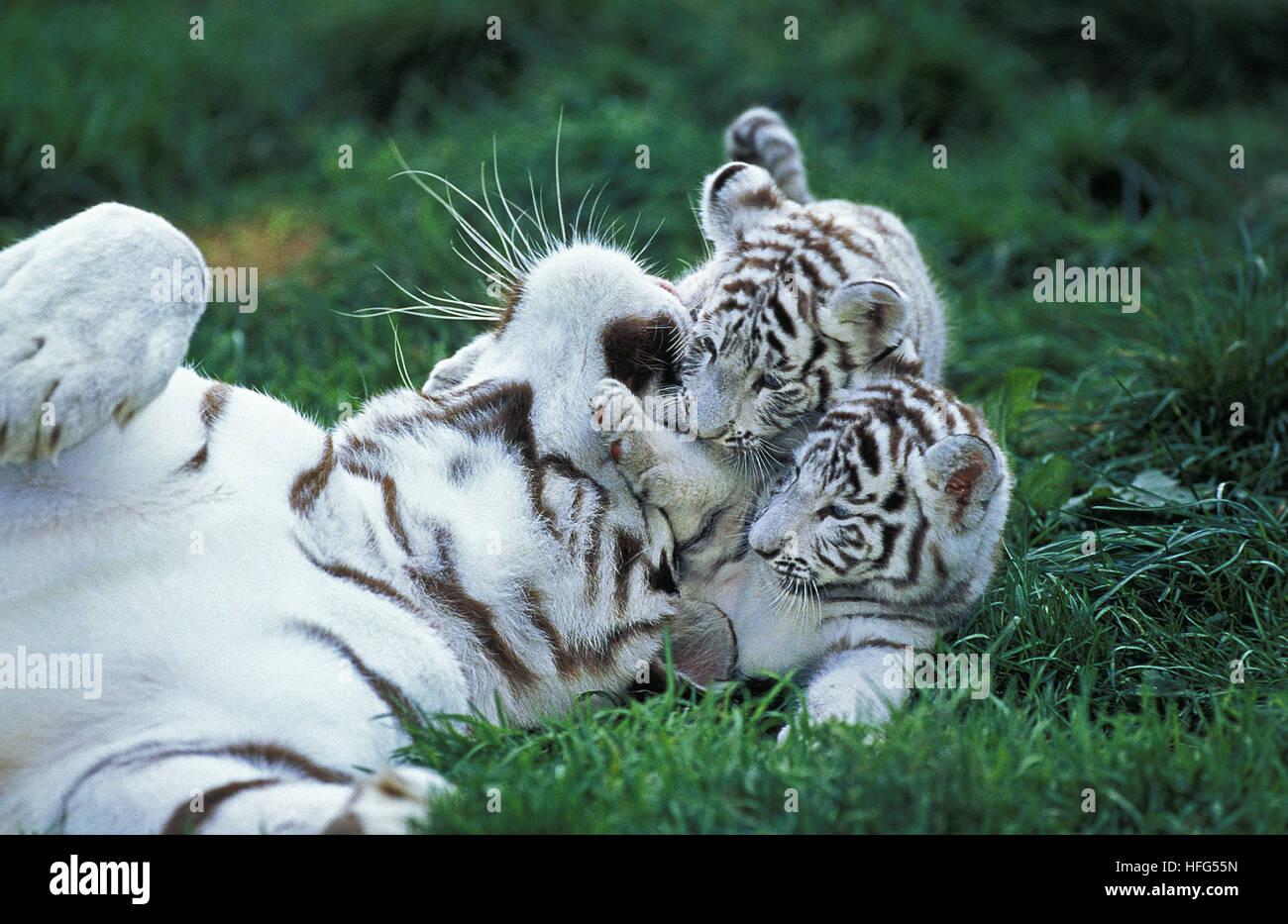 Tiger mom with cub – Kids New West
