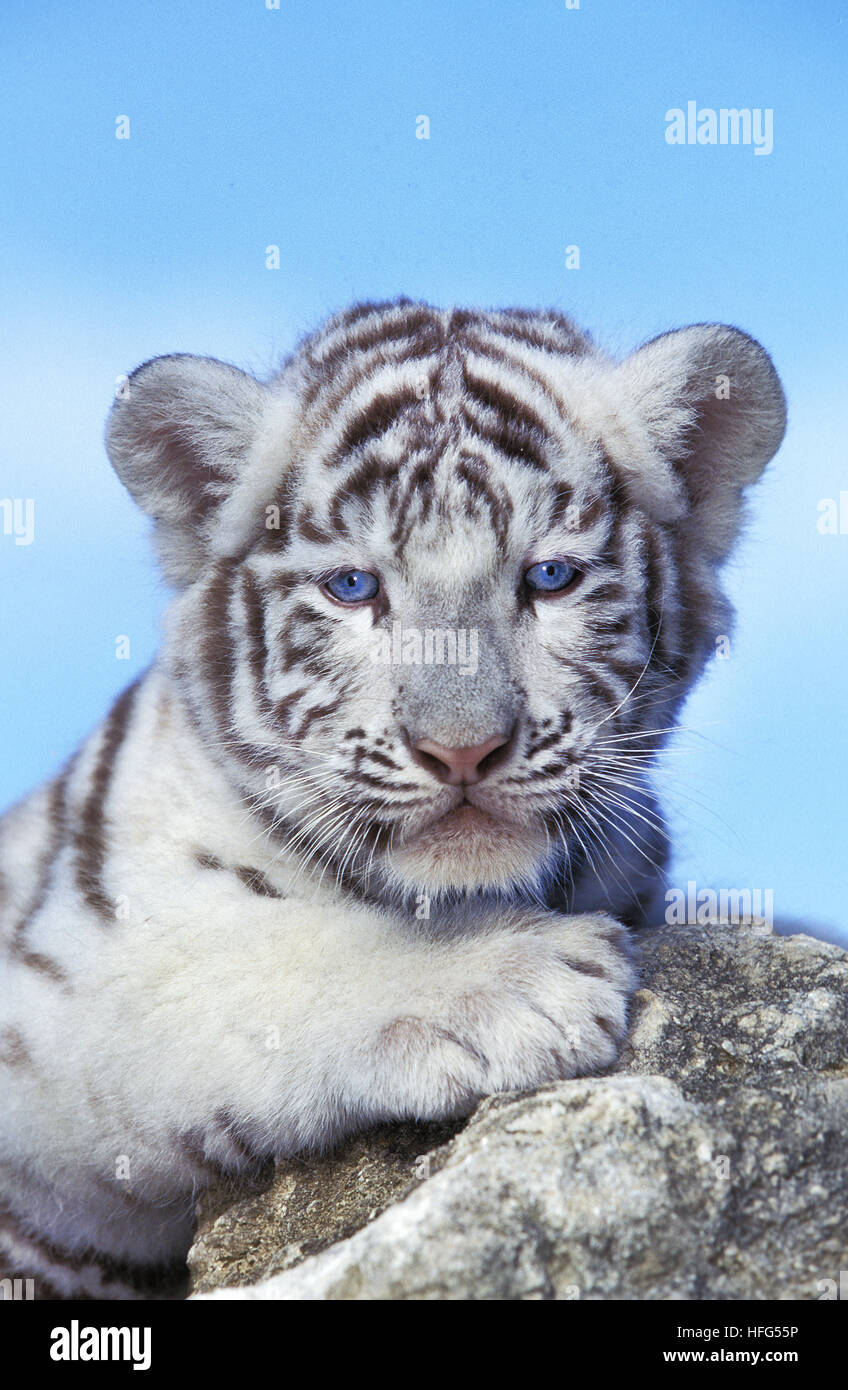 White Tiger,  panthera tigris, Cub Stock Photo