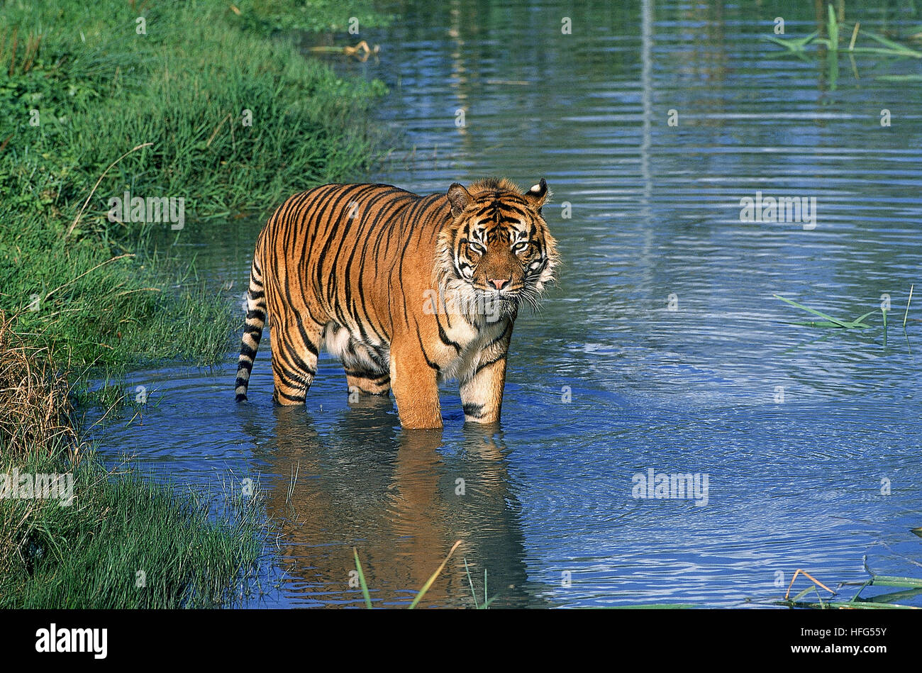 Bengal Tiger Standing on the Rock Stock Photo - Image of front, river:  35772344