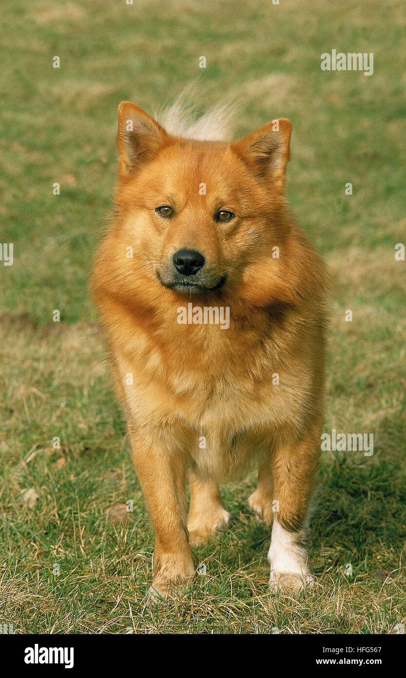 Finnish finnish spitz spitz adult standing hi-res stock photography and  images - Alamy