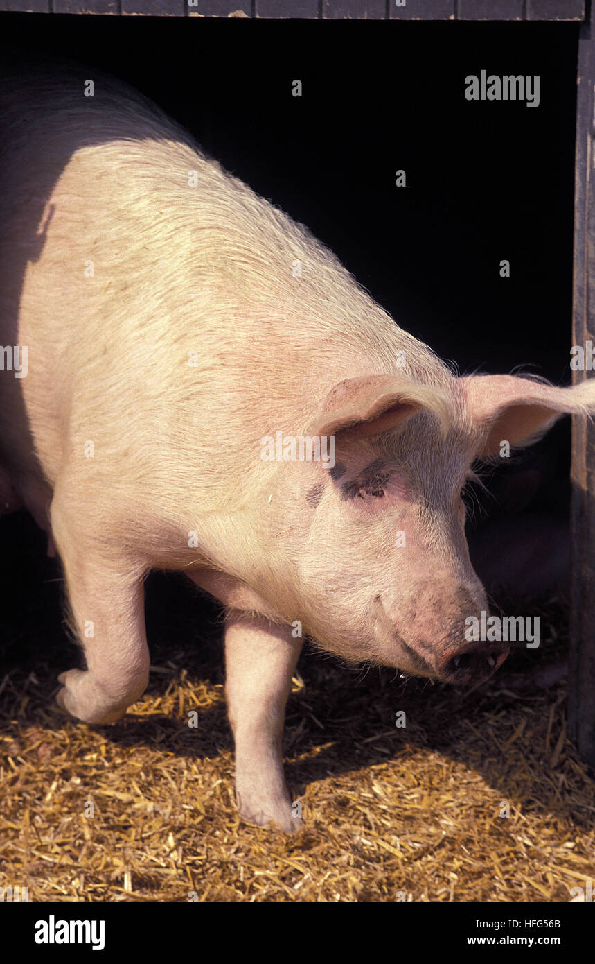 Large White Domestic Pig Stock Photo Alamy