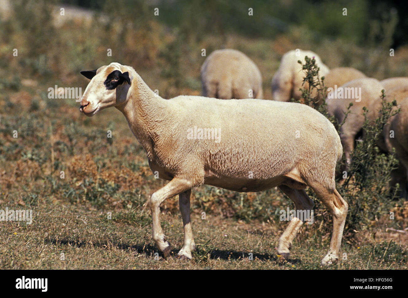 Causses du Lot  Domestic Sheep, a French Breed Stock Photo