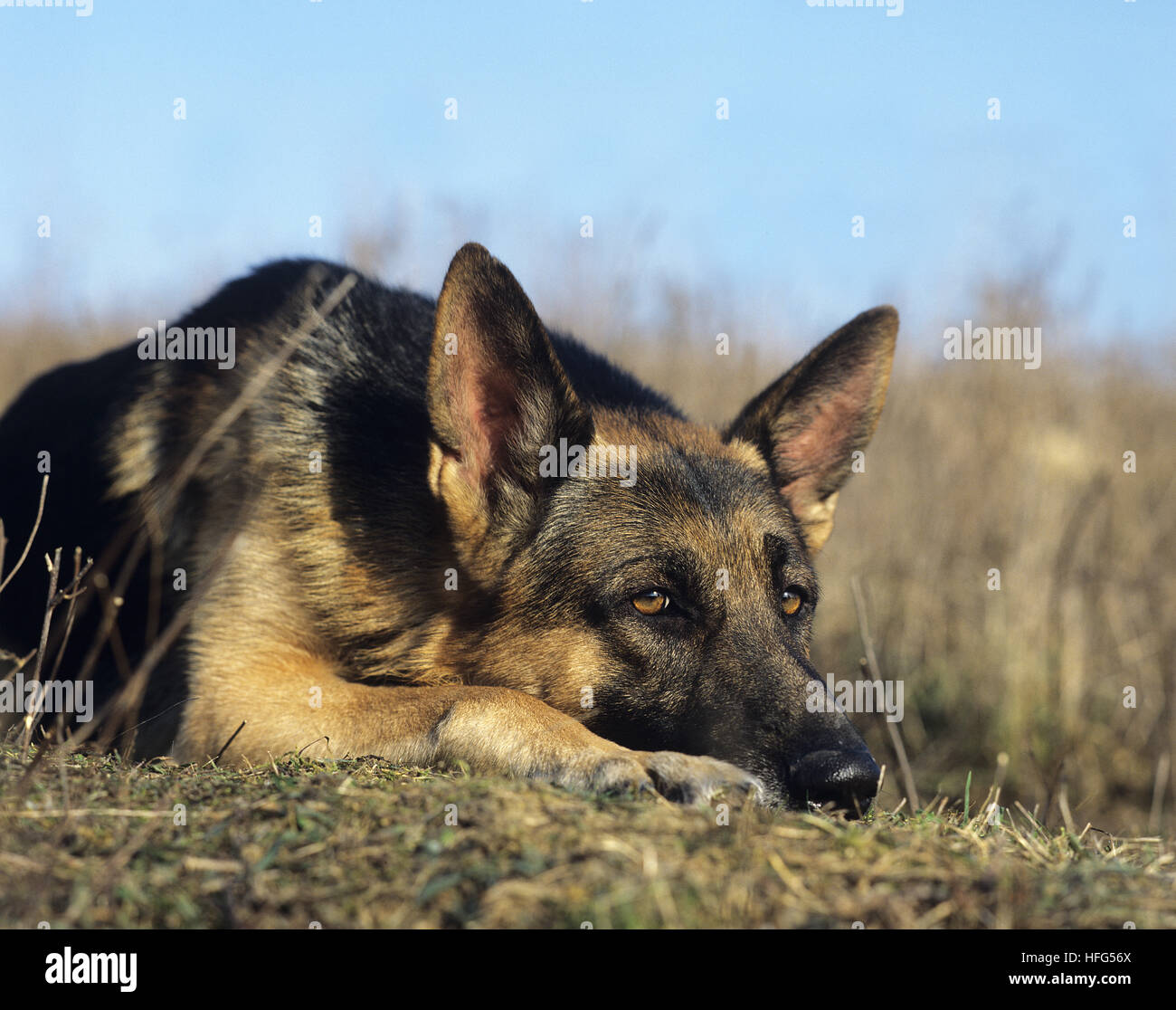 German Shepherd Dog, Adult resting Stock Photo