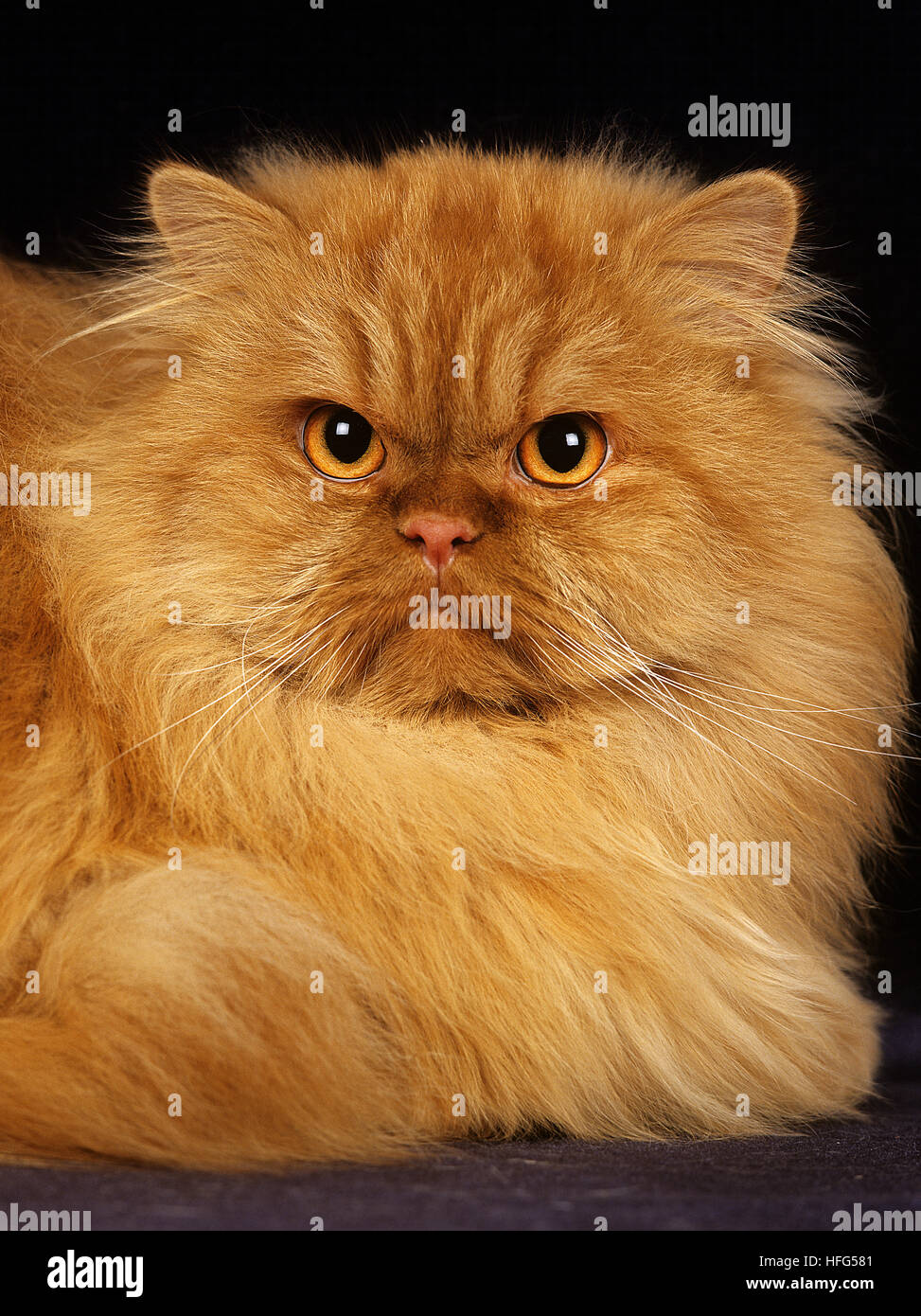 Red Self Persian Domestic Cat laying against Black Background Stock Photo