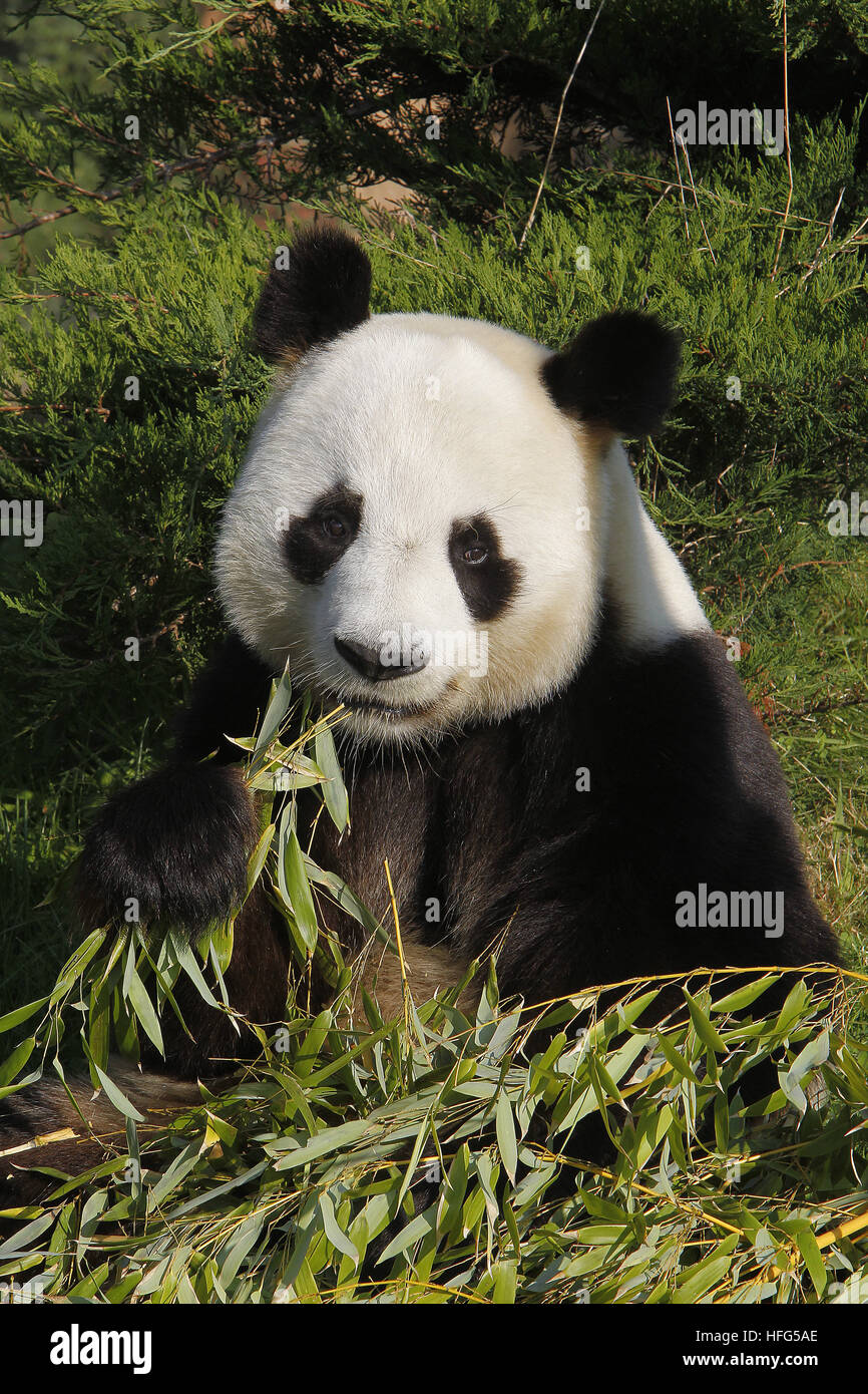 Giant Panda, ailuropoda melanoleuca,  adult eating Bamboo Leaves Stock Photo