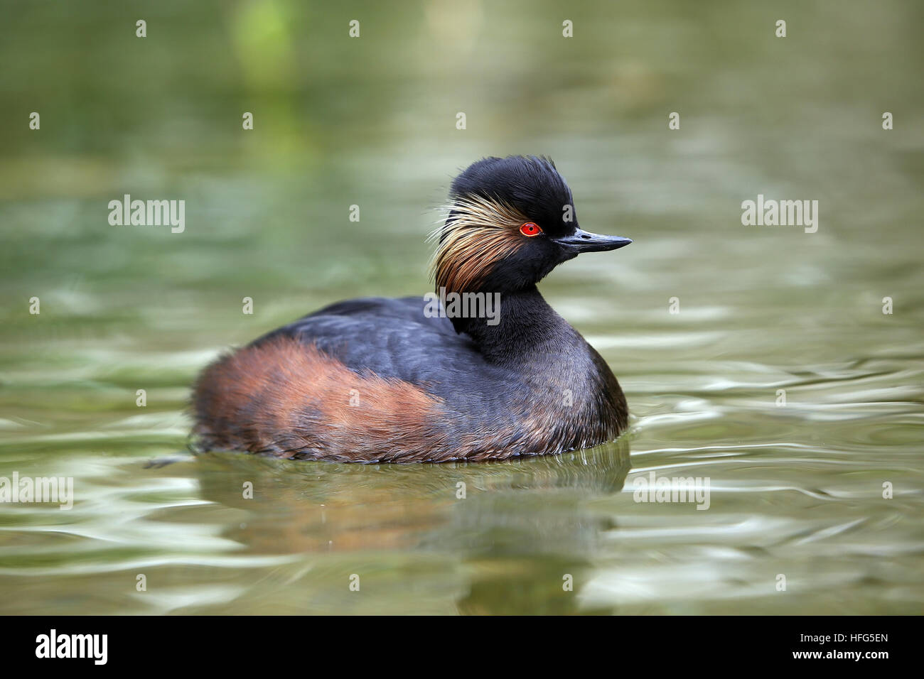 Black-necked Grebe, podiceps nigricollis, Adult Swimming on Pond, Pyrenees in the South West of France Stock Photo