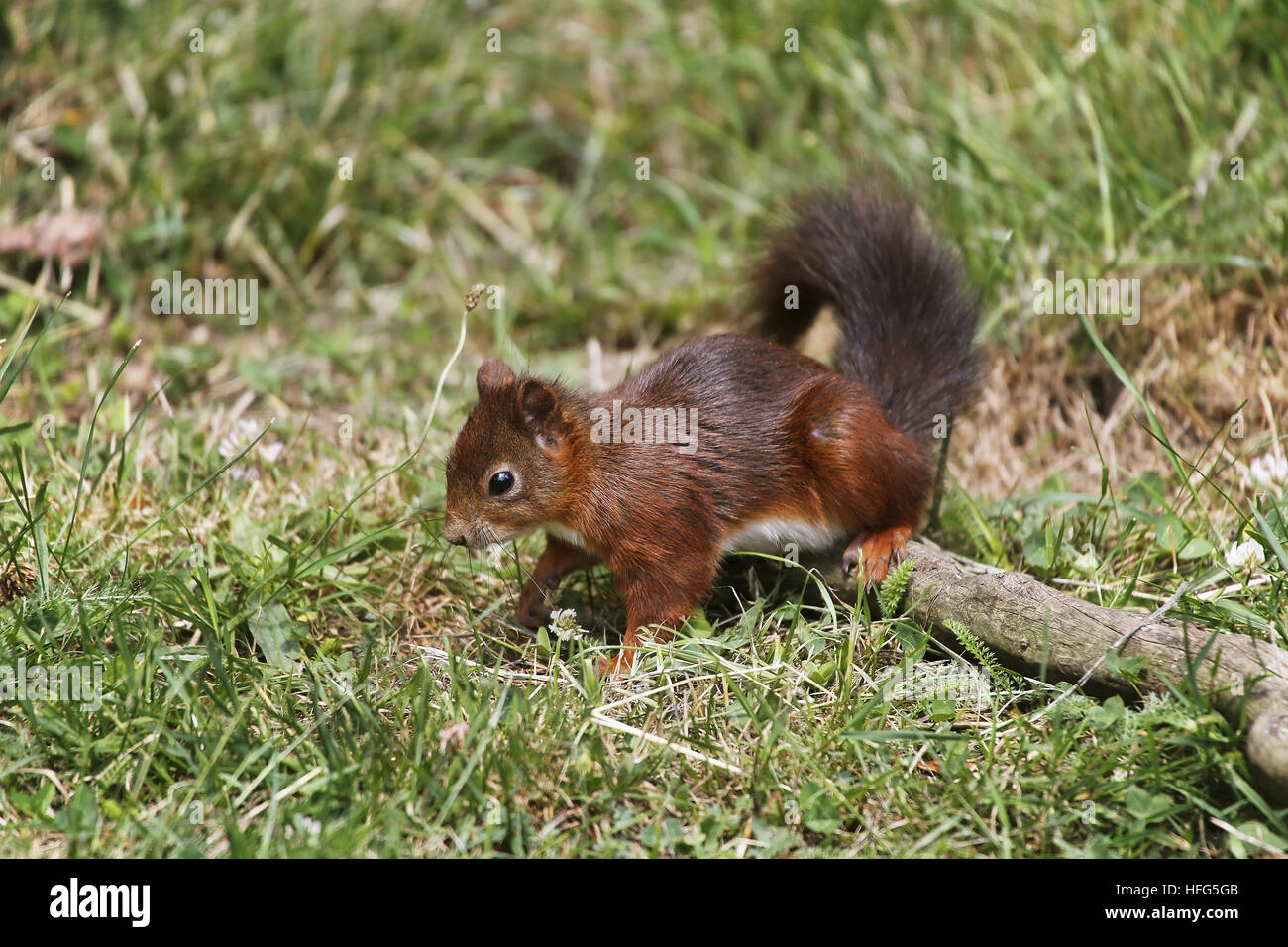 Red Squirrel, sciurus vulgaris, Adult standing on Grass,  Auvergne in France Stock Photo