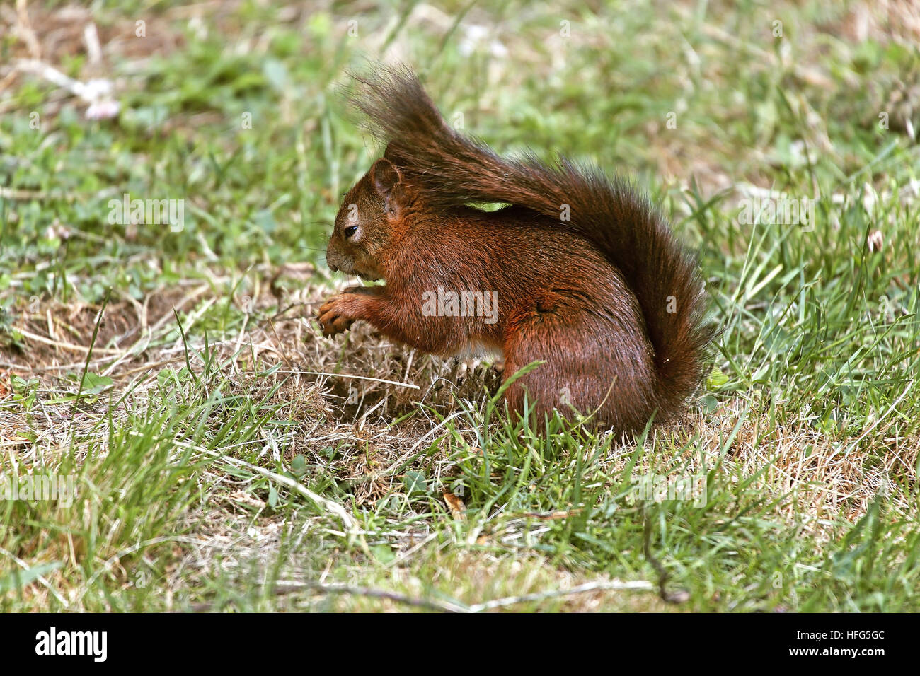 Red Squirrel, sciurus vulgaris, Adult standing on Grass,  Auvergne in France Stock Photo