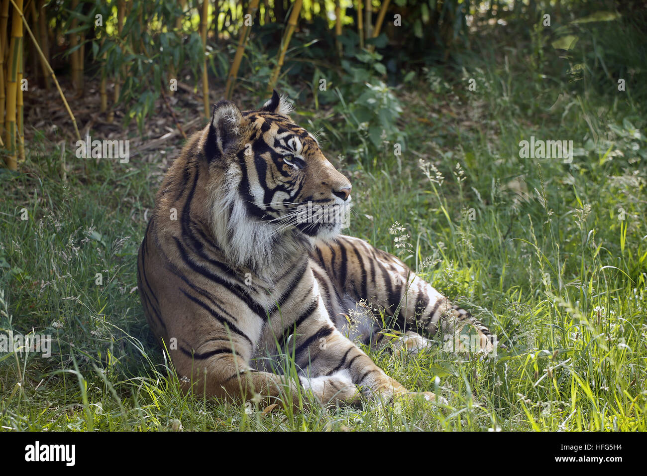 Sumatran Tiger, panthera tigris sumatrae,  Male Stock Photo