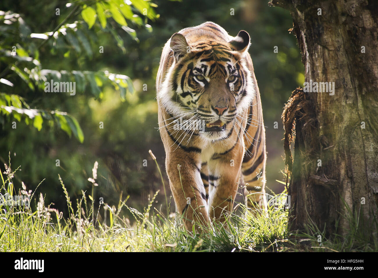 Sumatran Tiger, panthera tigris sumatrae Stock Photo