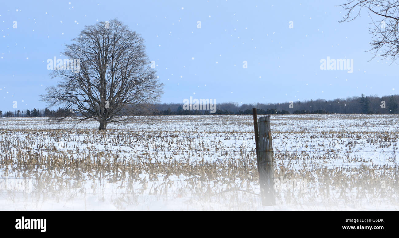 A Lonely tree in a snowy landscape Stock Photo - Alamy