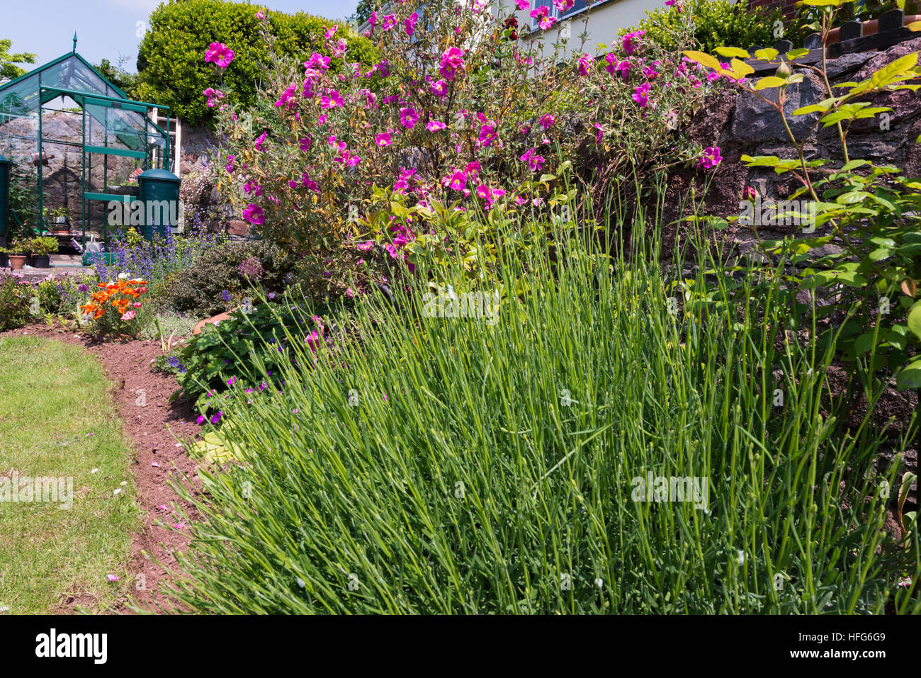 Vera Pant - Green House Bloom Border