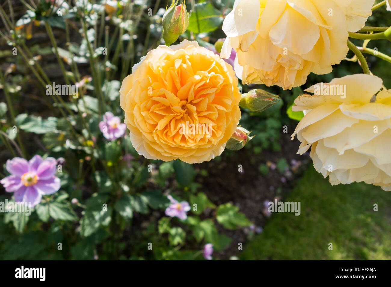 A rose called Teasing Georgia (Ausbaker). English rose, rosa, bad by David Austin and of the Bourbon variety. Stock Photo