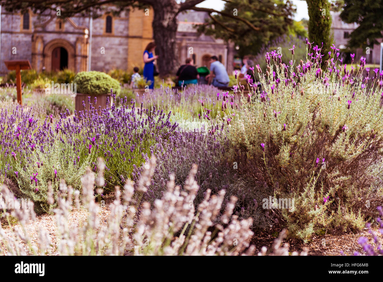 Buck fast Abbey heather in bloom with people sitting in the grounds enjoying the sun. Stock Photo
