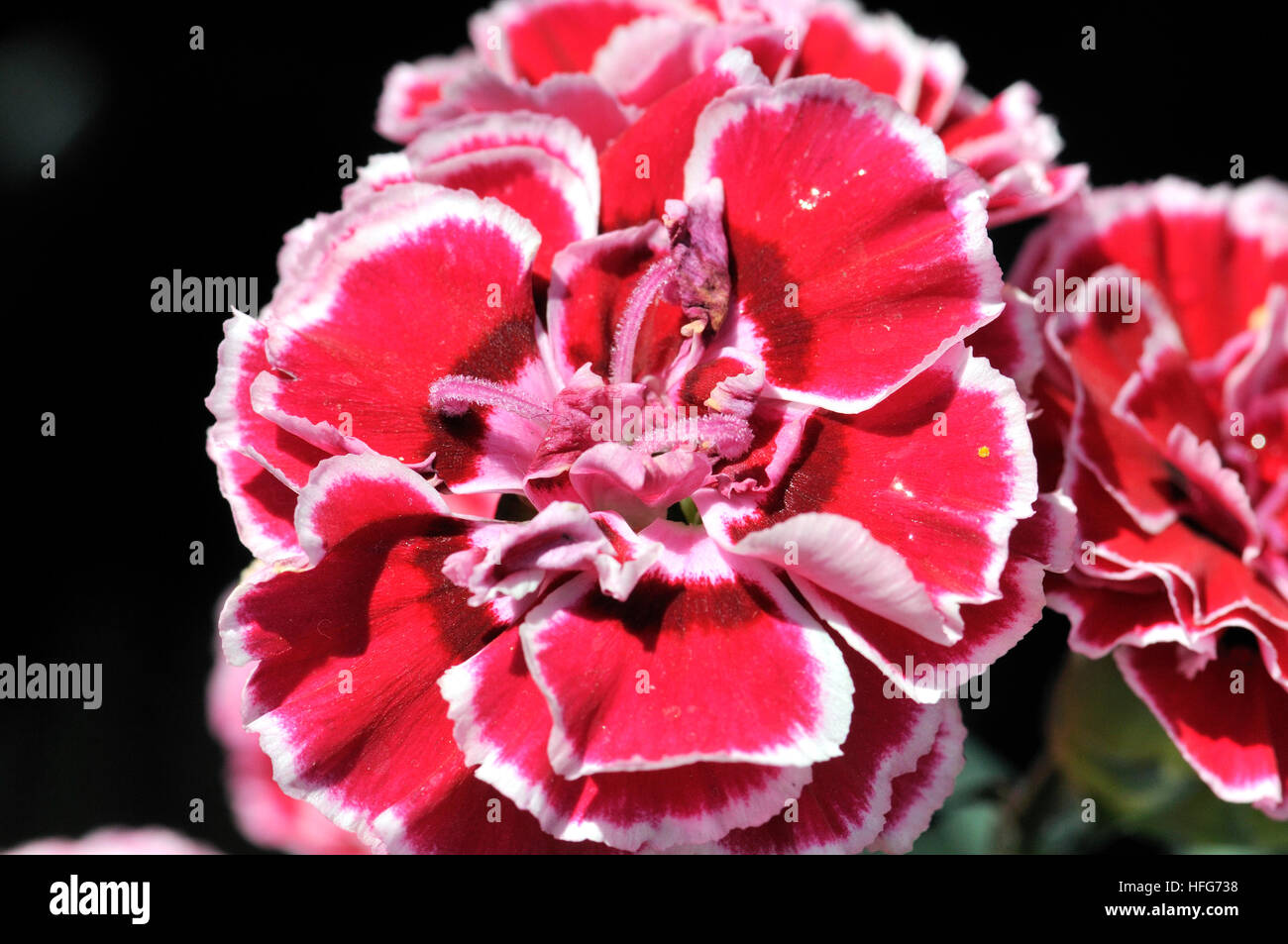 Dianthus sp. flowers, carnations, family Caryophyllaceae. Las Ramblas