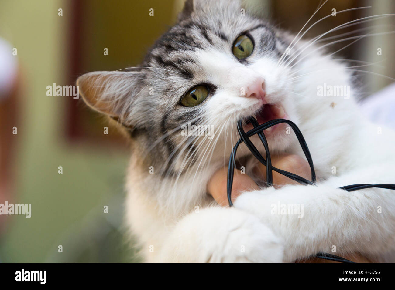 Cat Bite High Resolution Stock Photography and Images Alamy