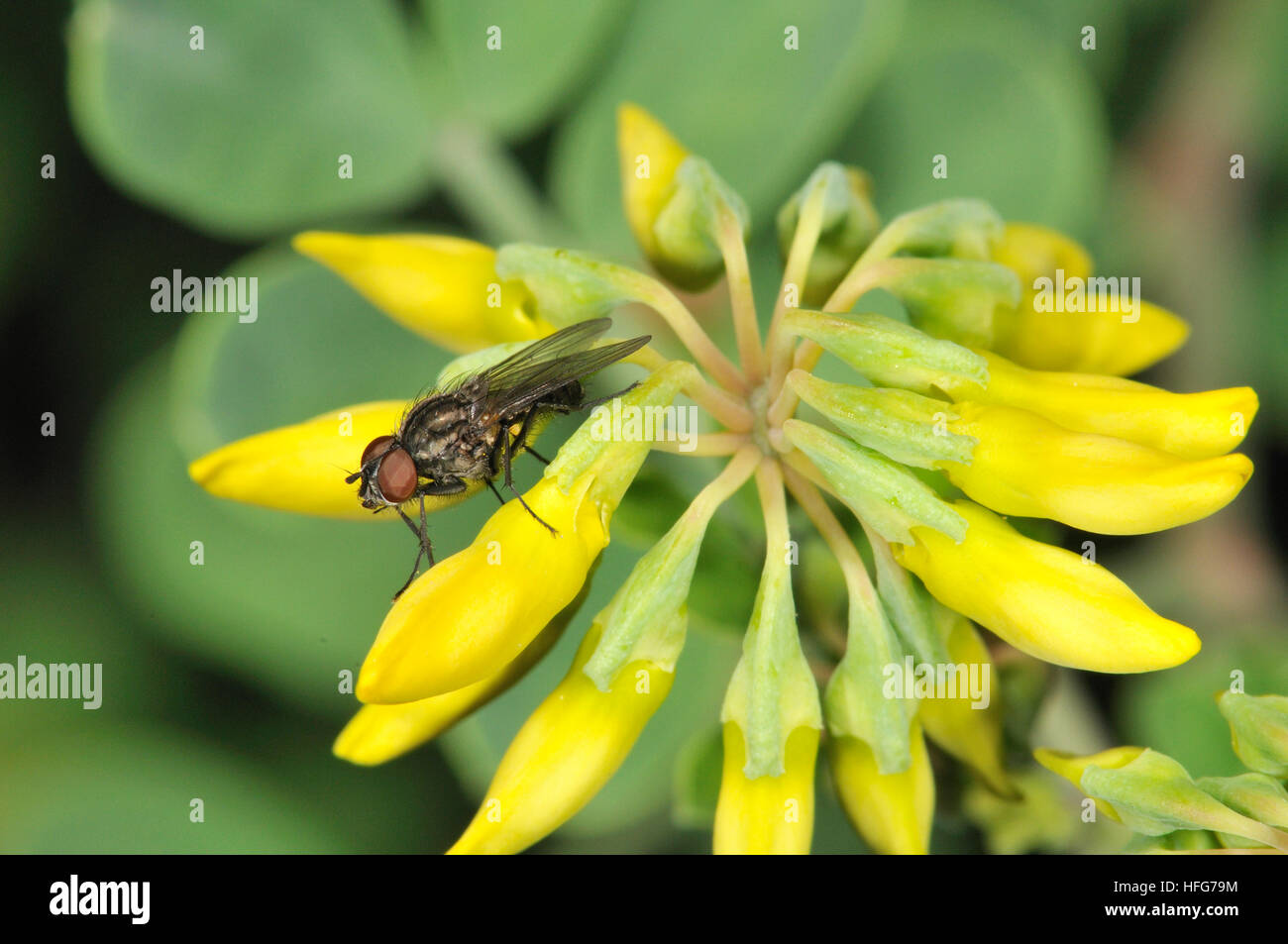 Flowers of Coronilla glauca, fam. Fabaceae) and housefly, Turo del Putget park, Barcelona, Catalonia, Spain Stock Photo