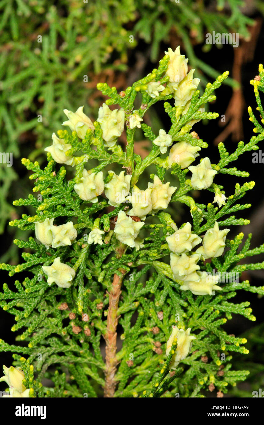 Platycladus orientalis. Thuja. Stock Photo