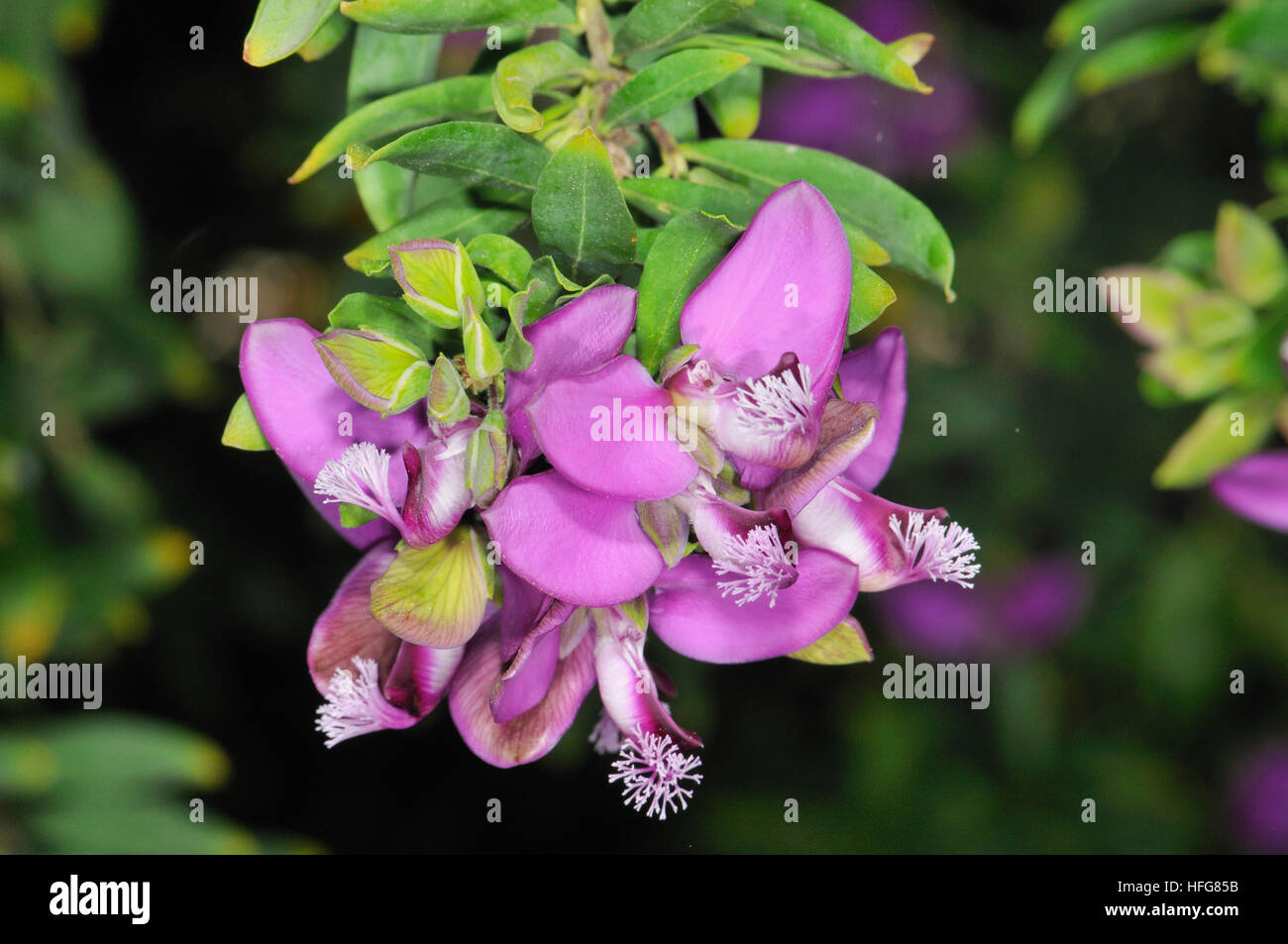 Polygala vulgaris, known as the common milkwort, is a herbaceous perennial plant of the genus Polygala belonging to the Polygalaceae family Stock Photo