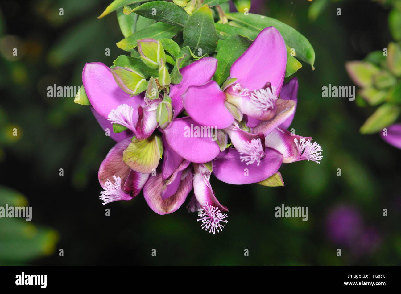 Polygala vulgaris, known as the common milkwort, is a herbaceous perennial plant of the genus Polygala belonging to the Polygalaceae family Stock Photo