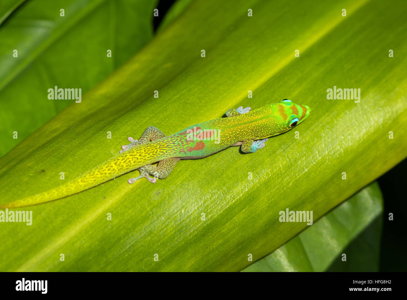 The Gold Dust Day gecko (Phelsuma laticauda Stock Photo - Alamy