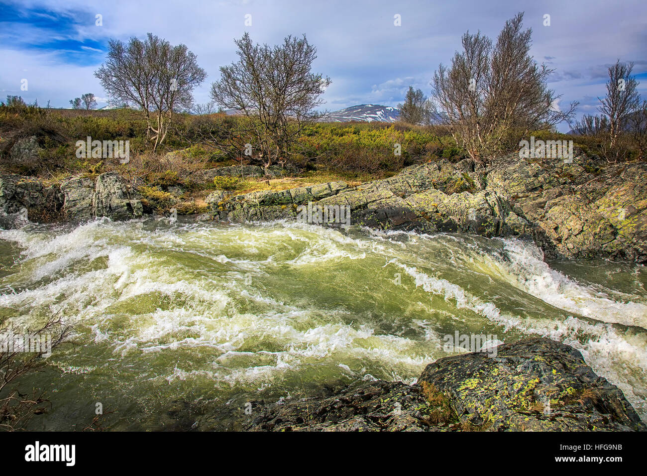 A raging river with natural alpine plants in the background. Stock Photo
