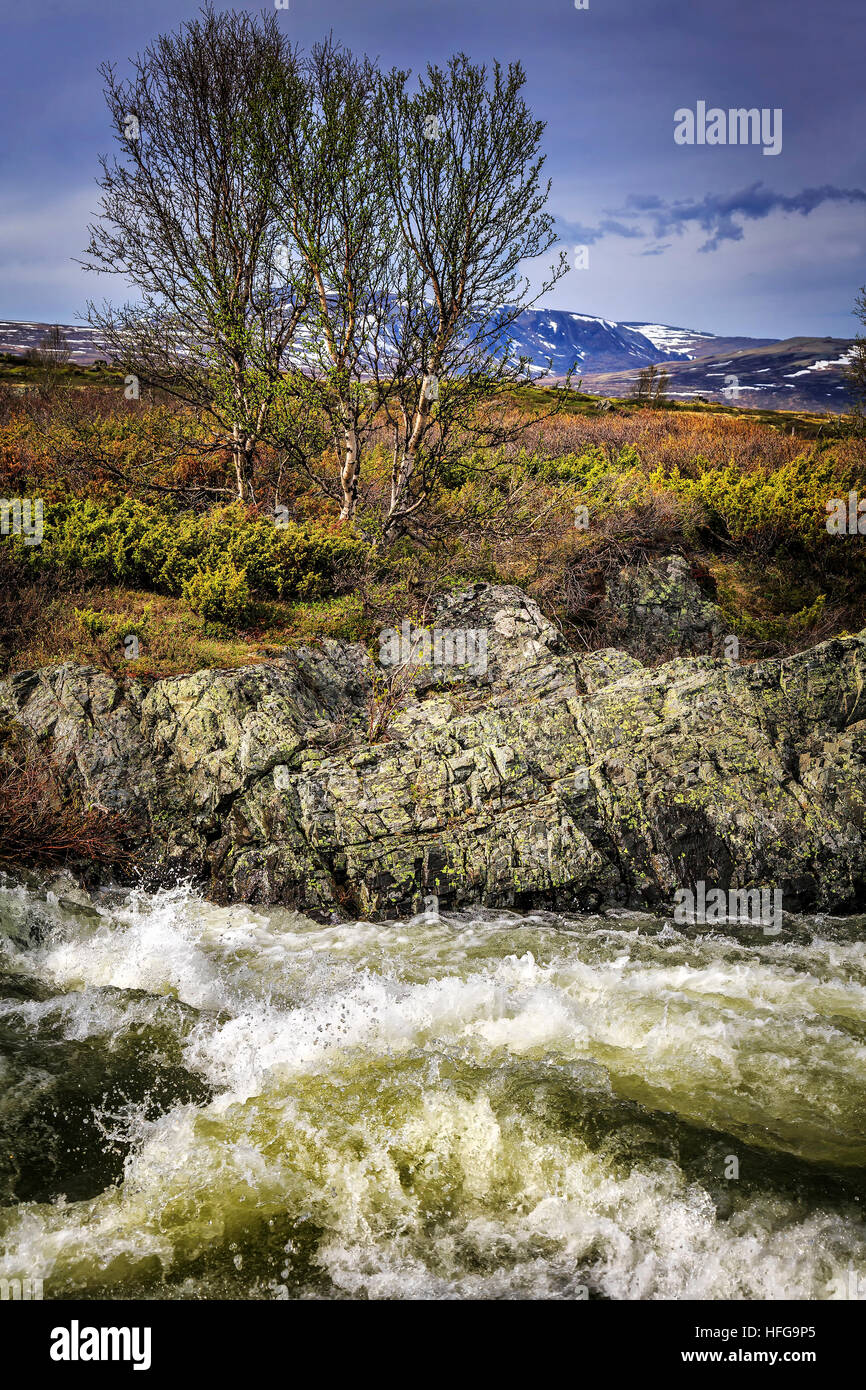 Natutrual Raging Rivers A raging river with natural alpine plants in the background. Taken in ...