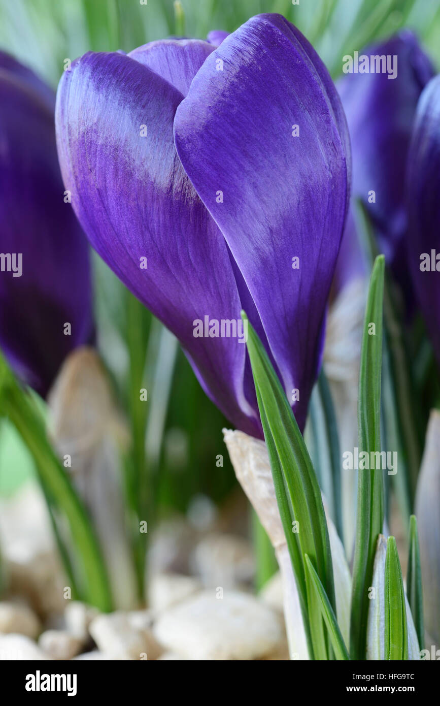 Dutch crocus March Stock Photo - Alamy