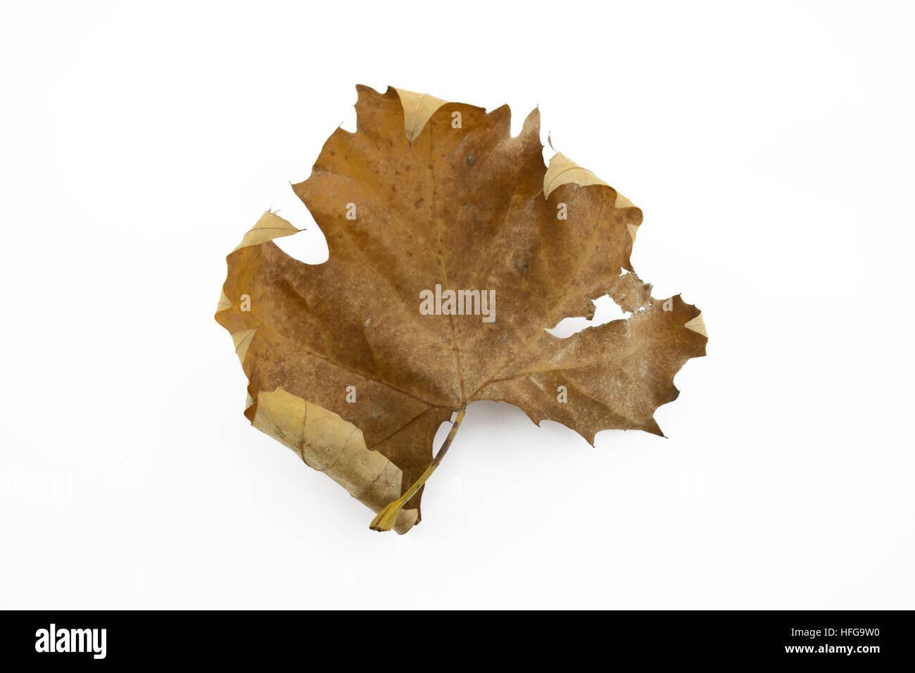 Fallen maple leaf on white background Stock Photo