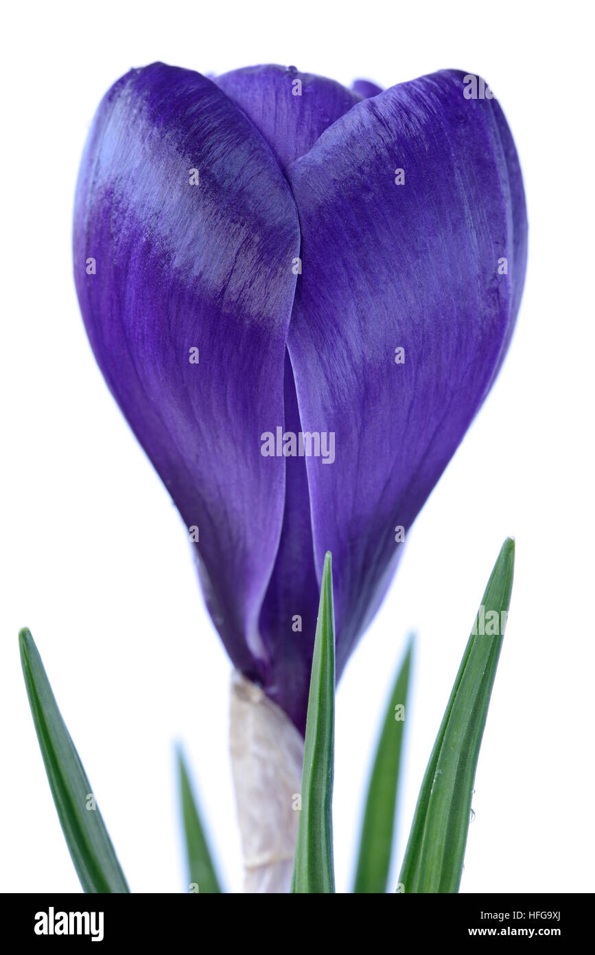 Dutch crocus March Stock Photo - Alamy